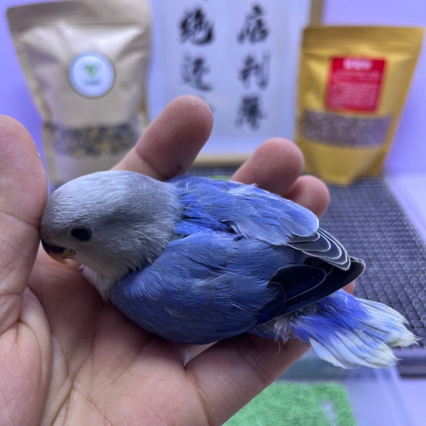 精品高纯蓝闪公L35688-桃面鹦鹉