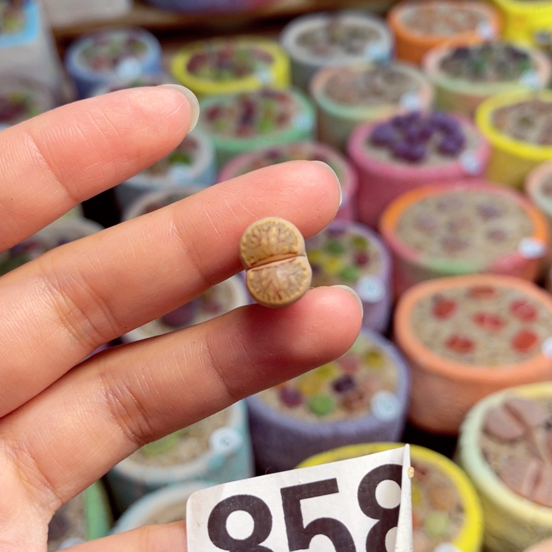 858。88888888888888888