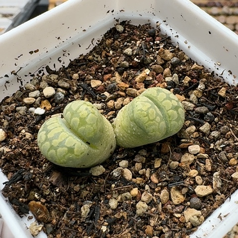 3730，绿大牙双头带盆发货