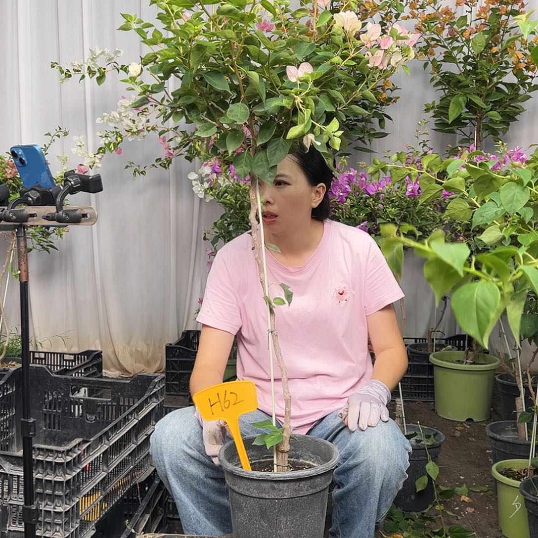 梦***’当前无花栽培后可以开花H62暗斑五宝