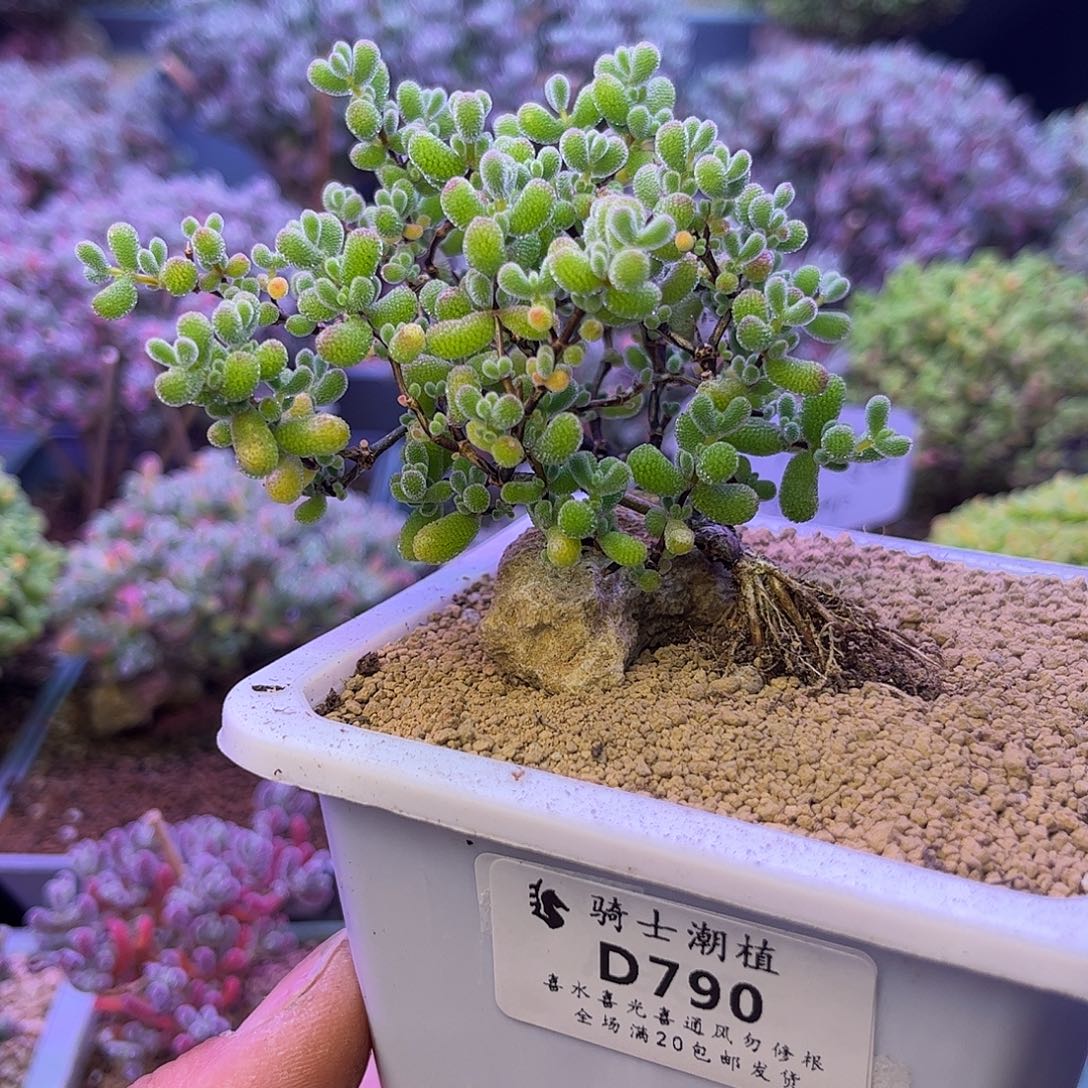 790翡翠造型桩多肉