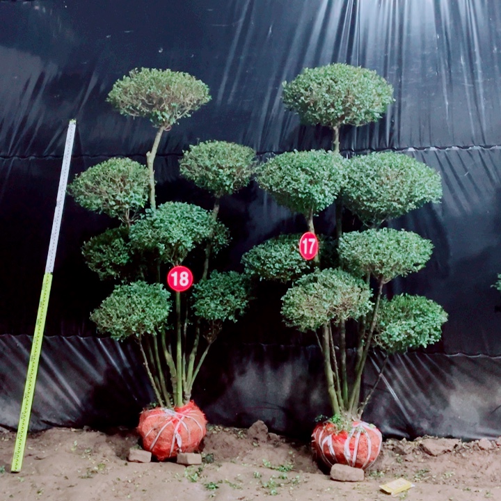 无花朵一物一拍补差补差