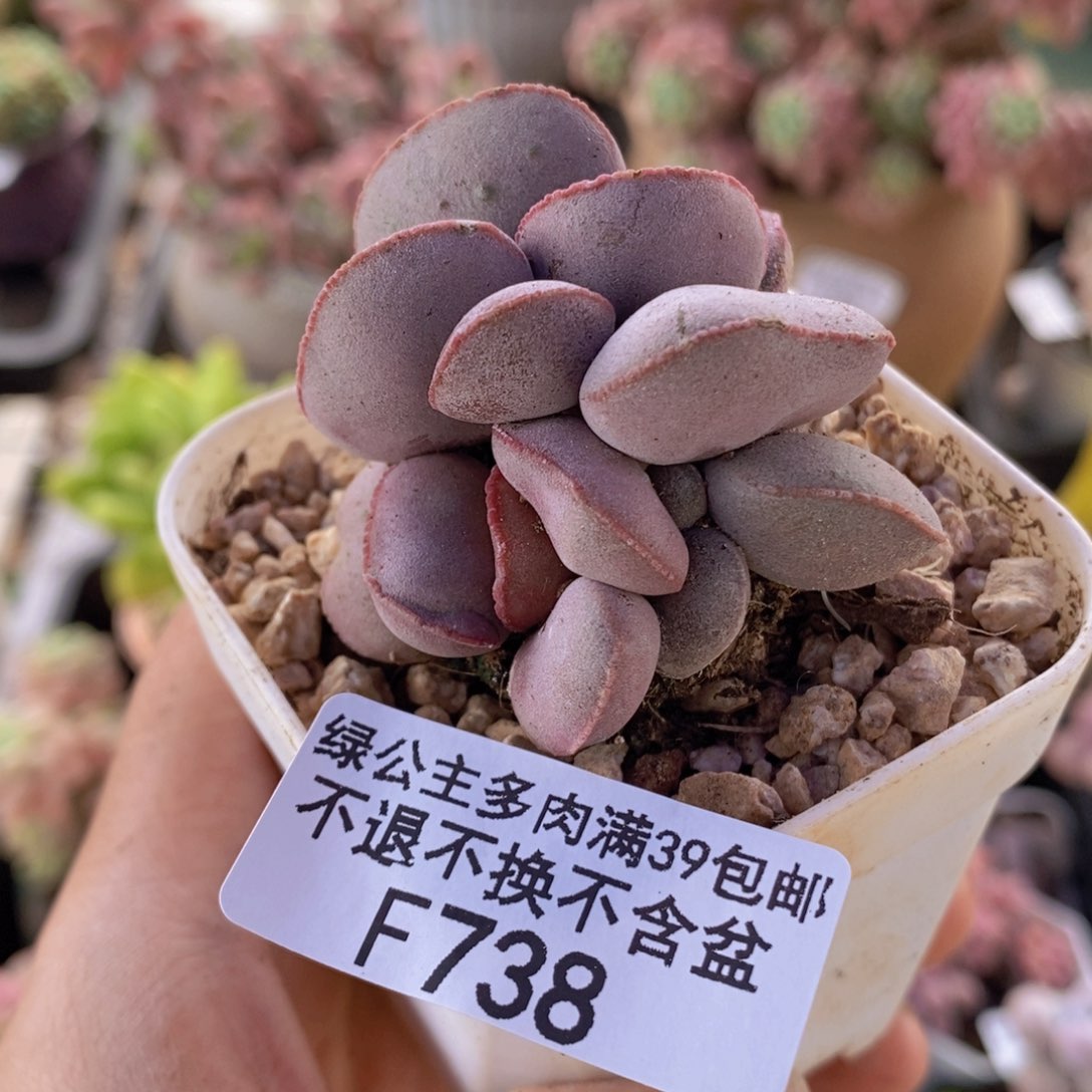 小红蛋4cm738多肉植物