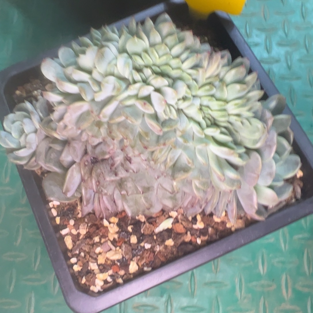 要***心夜明珠缀，一物一拍