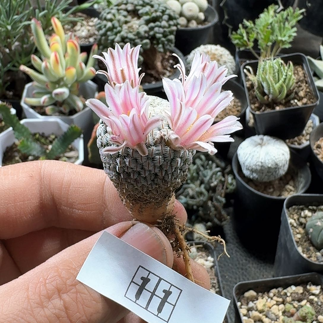 11白斜子脱土发货专拍