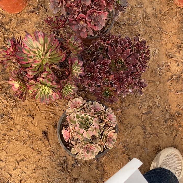 完全开放728组合套餐多肉植物