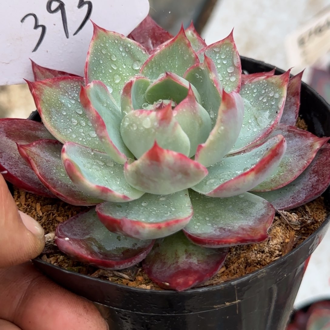 惊鸿一物一拍包装收缩花旱393