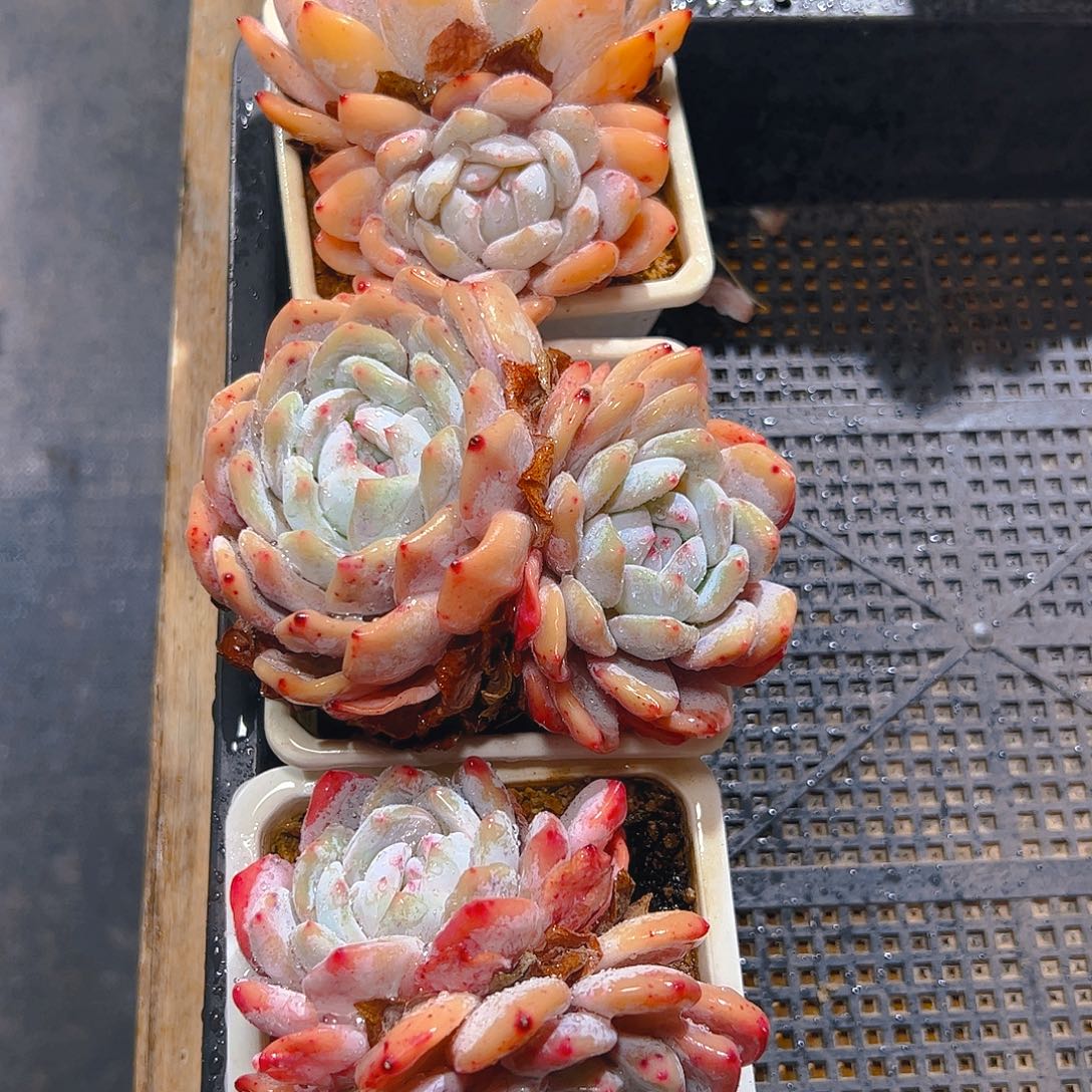 三颗橙梦露5102号一物一拍