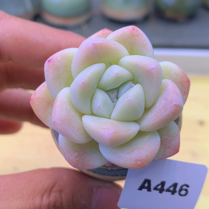 一物一拍满38包邮 446