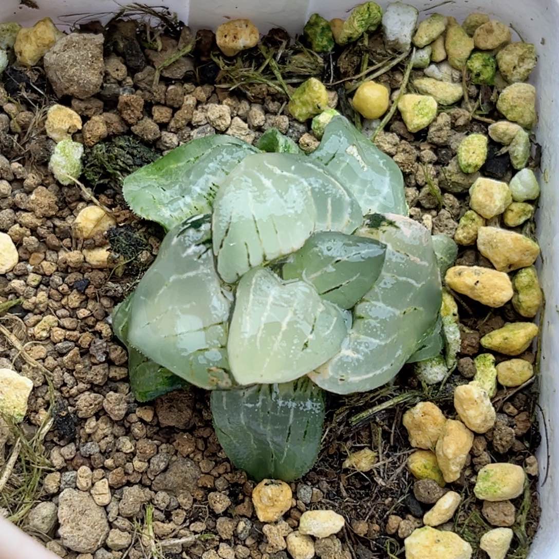 175巨大丸叶新糯阿福利专场