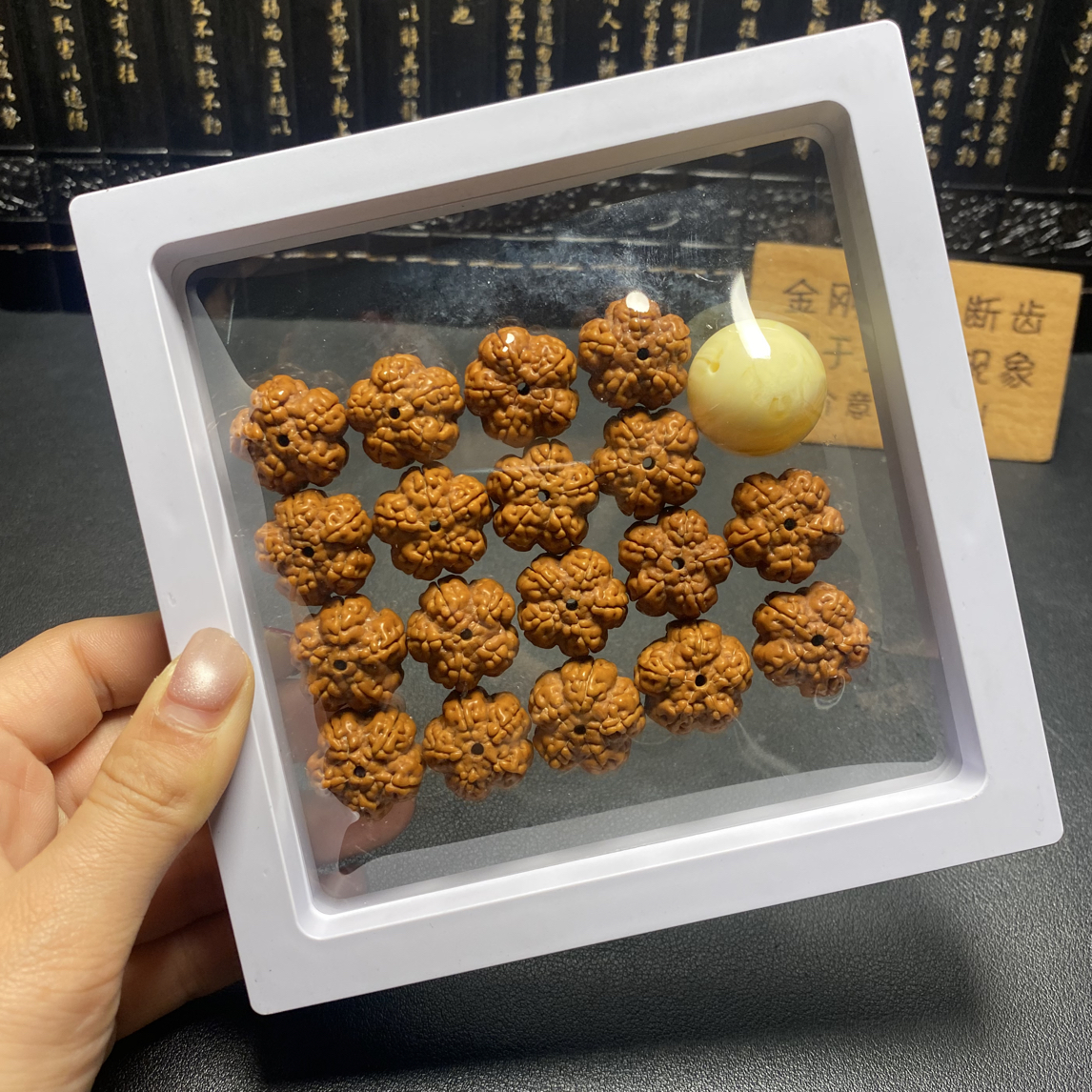 新品，满肉绝情帝王花（10号）