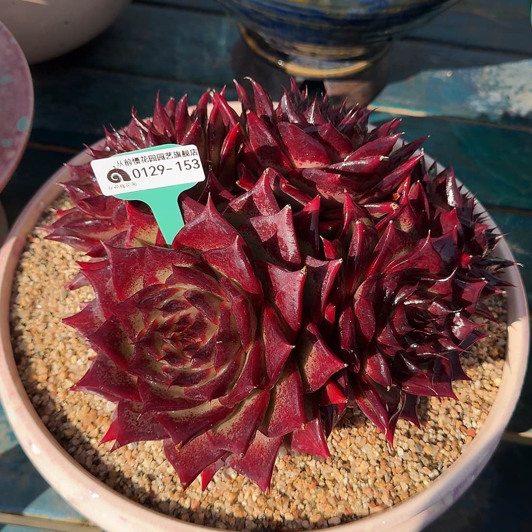 从前慢花园多肉0129-153