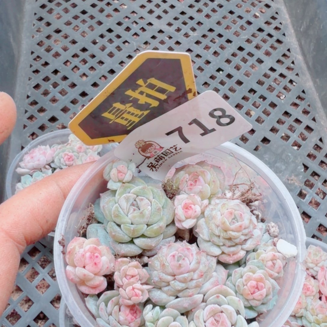 多肉植物多肉植物