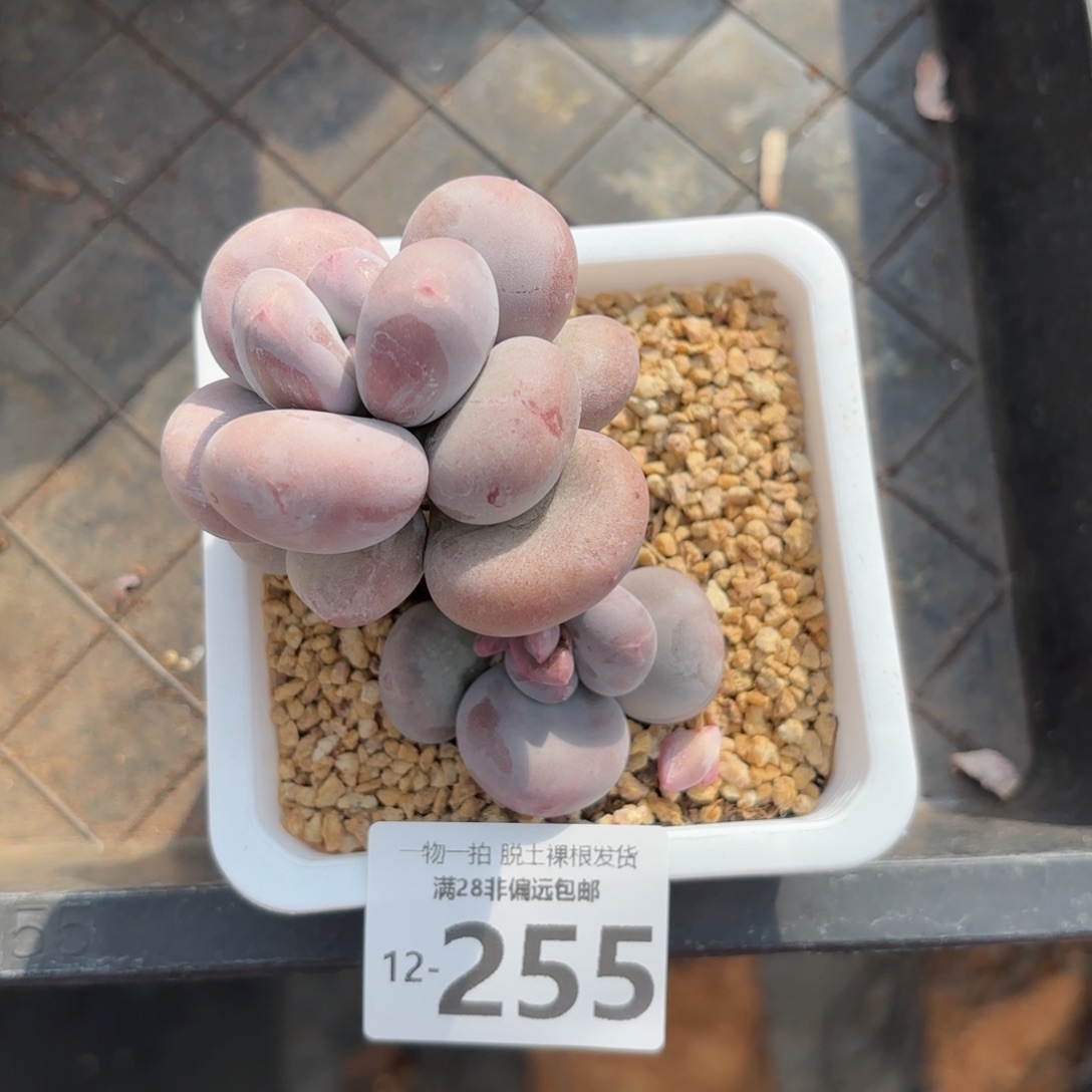 大叶奶老桩多肉多肉