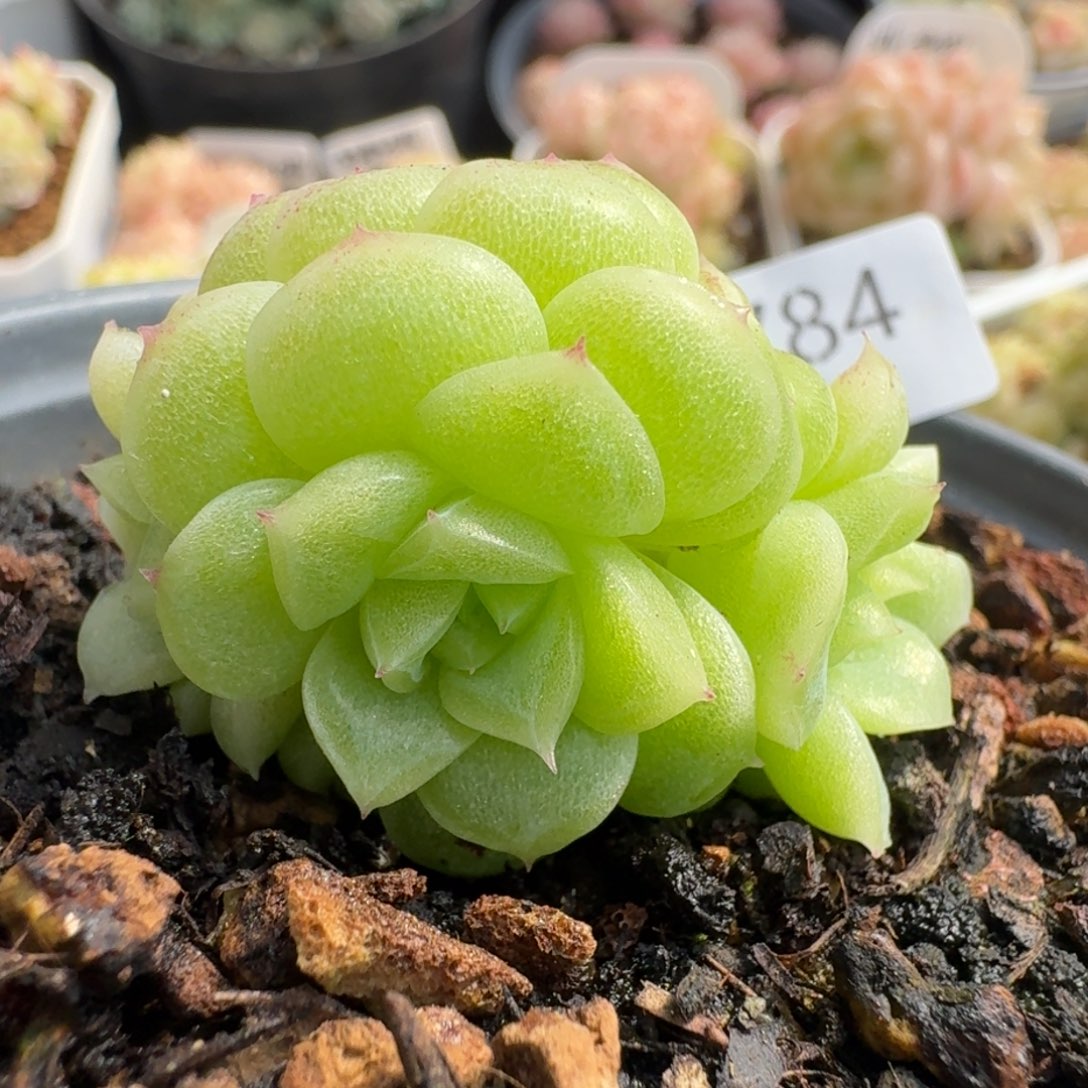 初***生一物一拍一物一拍12-14-784