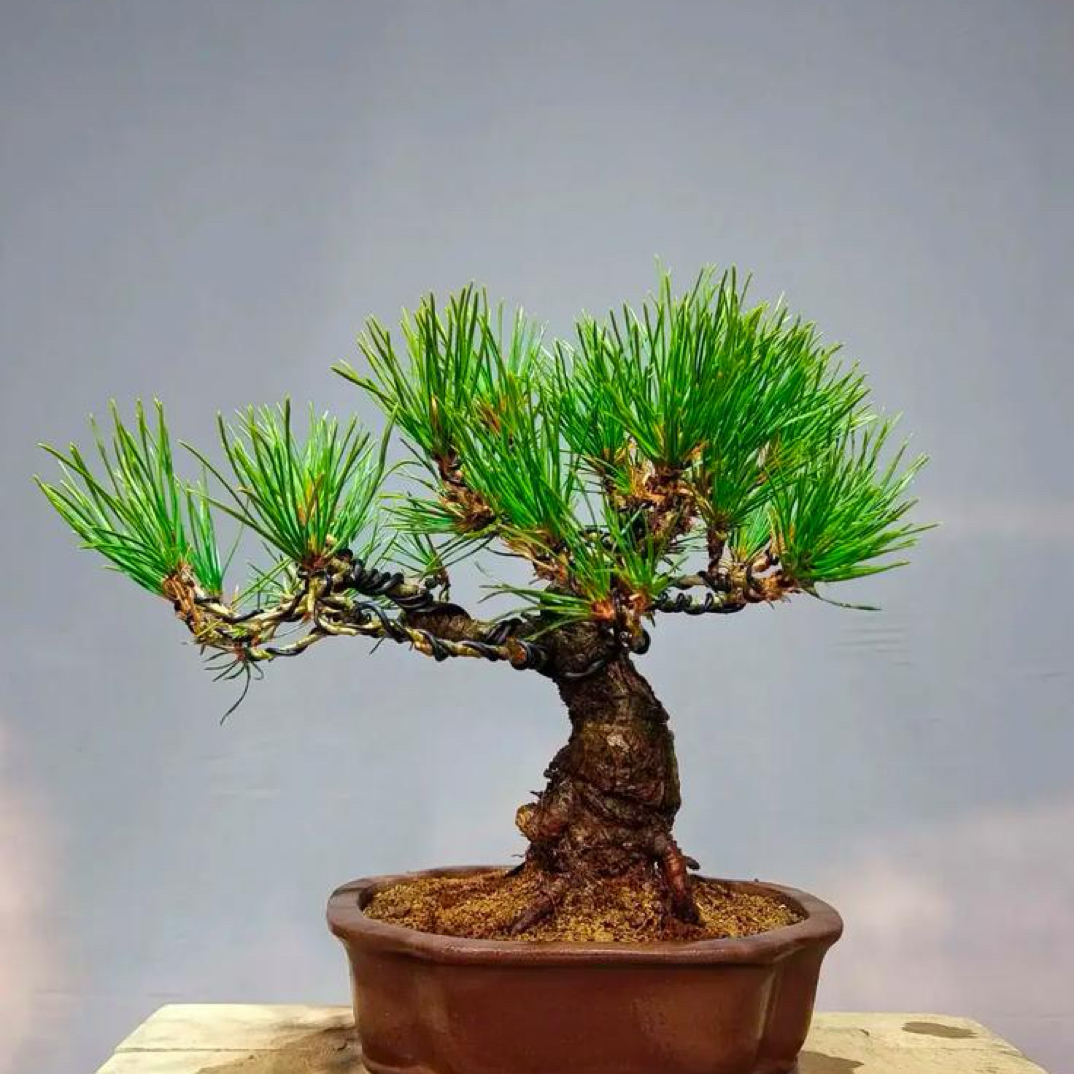 花卉盆栽盆景花卉松柏老桩盆景 一物一拍