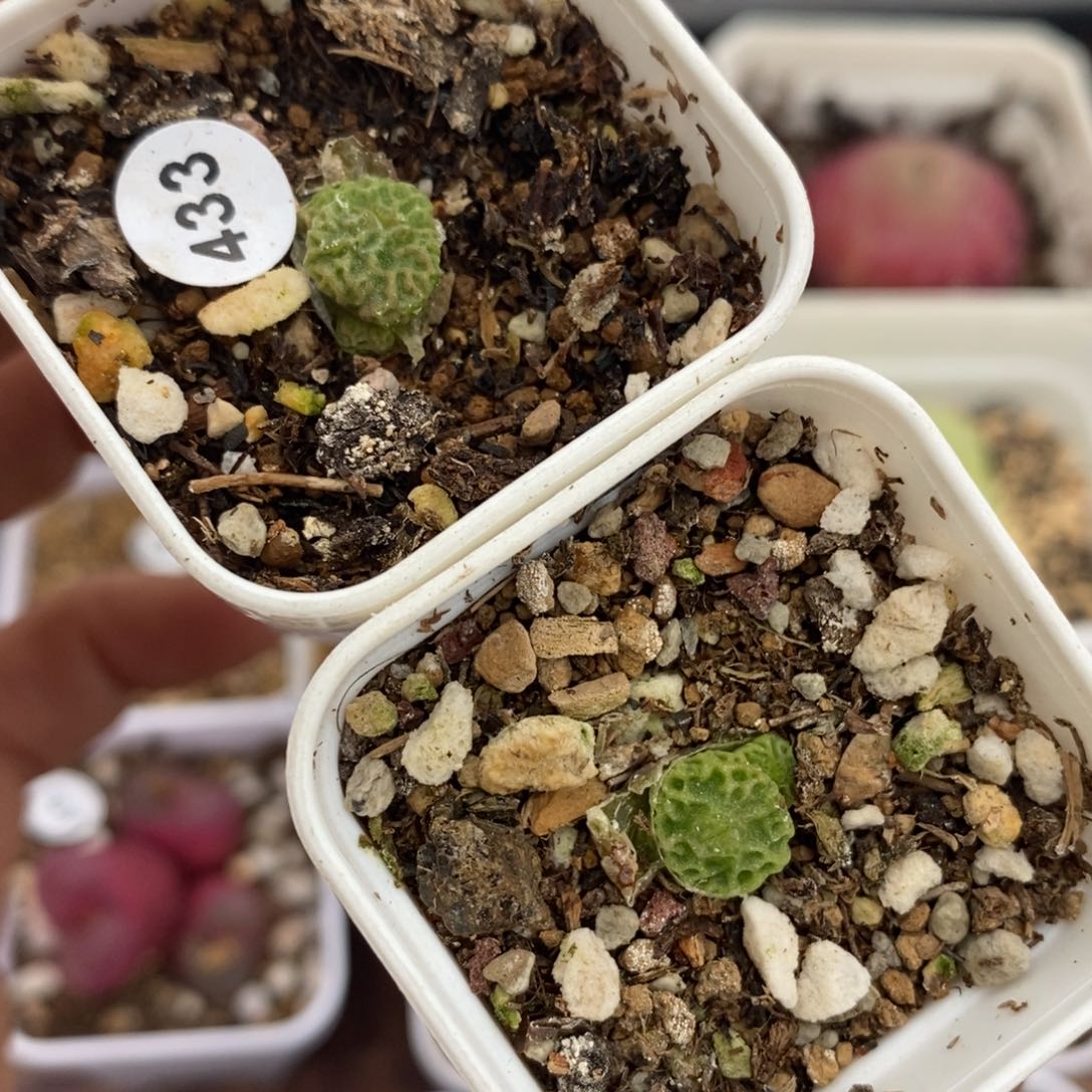 超烧两颗（小3头）多肉带盆