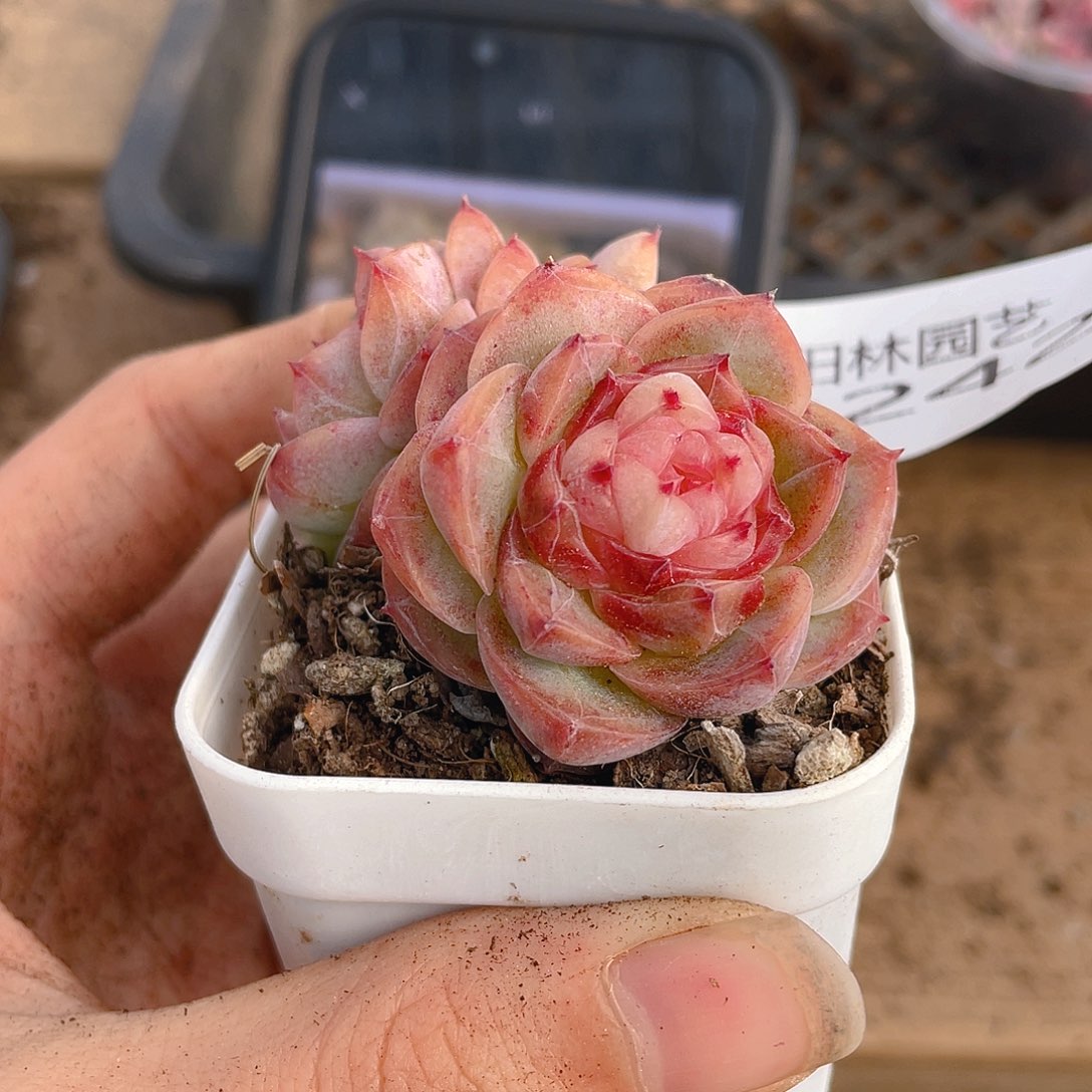 多肉植物多肉植物242