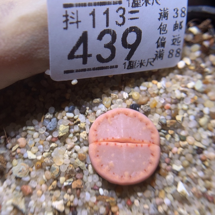 精品生石花113.439