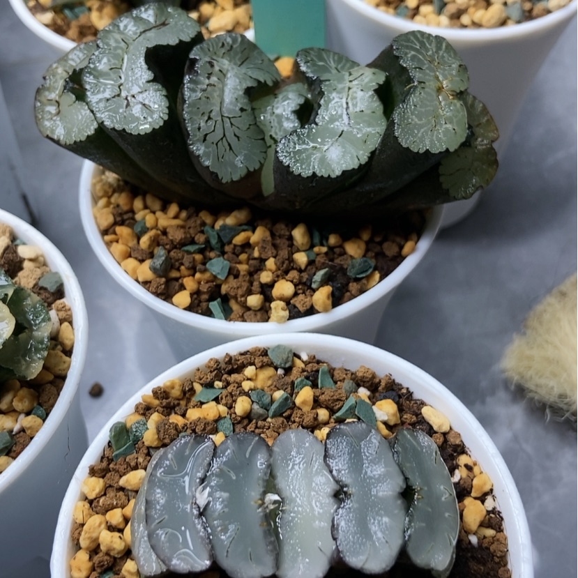 【闪购商品】葵御前蓝镜12