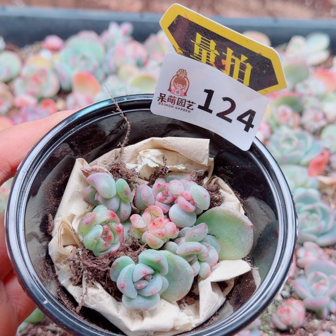 多肉植物多肉植物