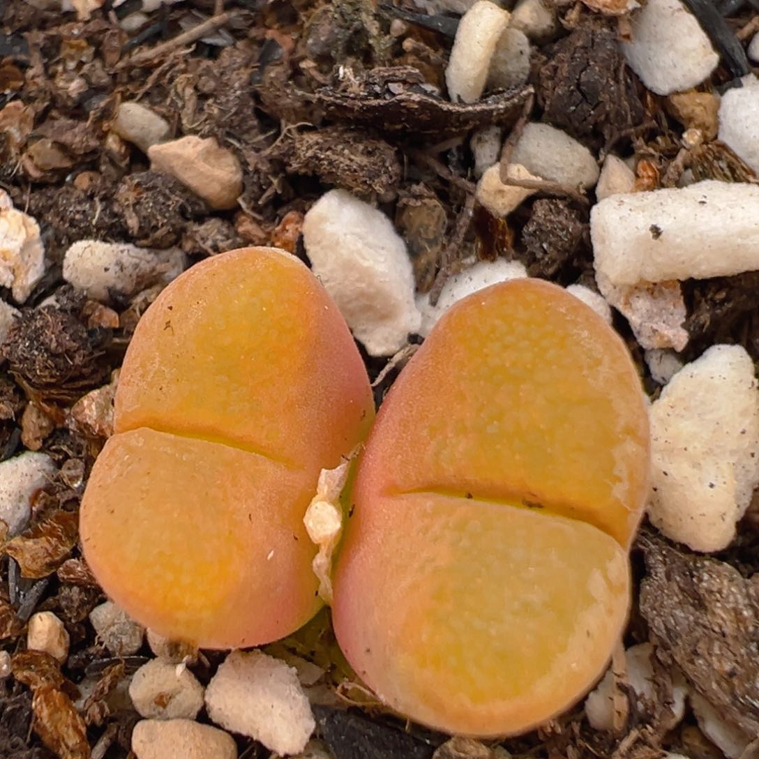 68多肉植物百科知识