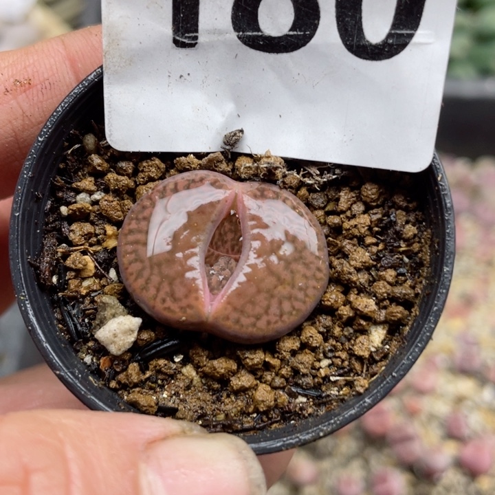 180紫枳榴母本带盆