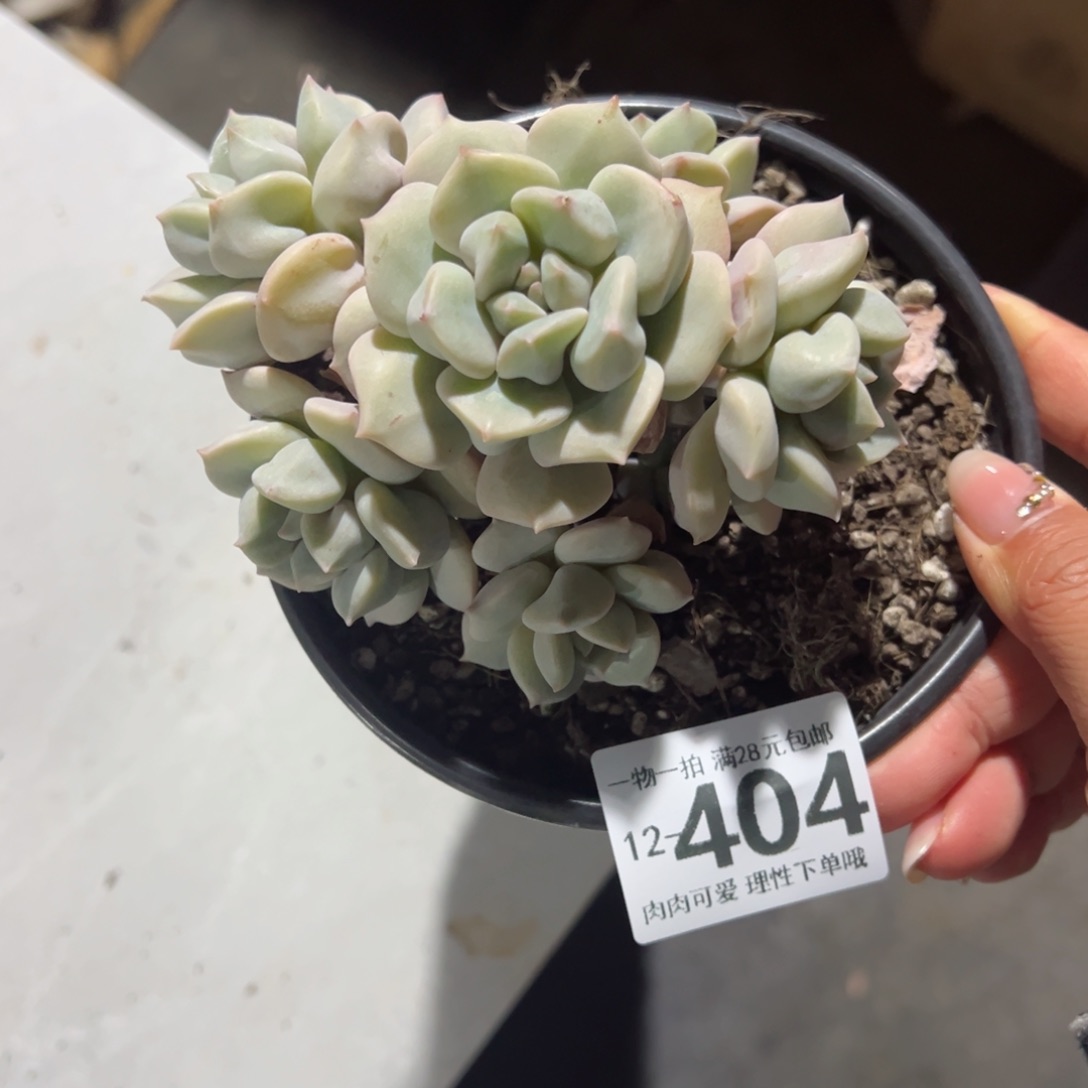 超奶多肉多肉多肉多