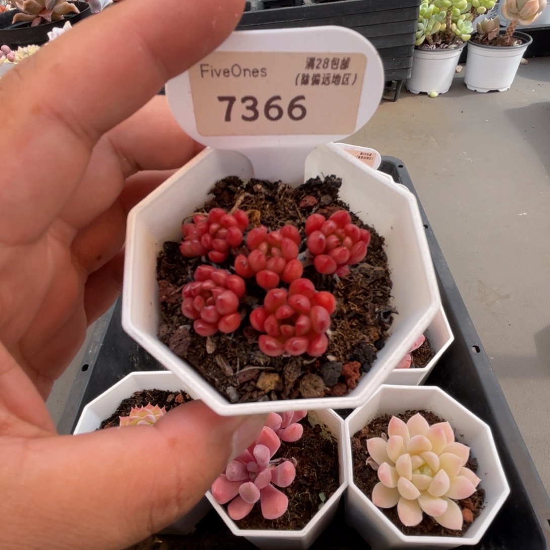 7366红宝石4.5厘米