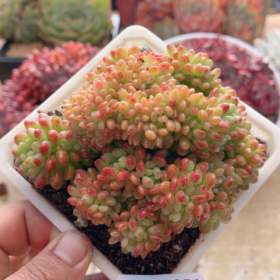 251香格里拉缀德华多肉