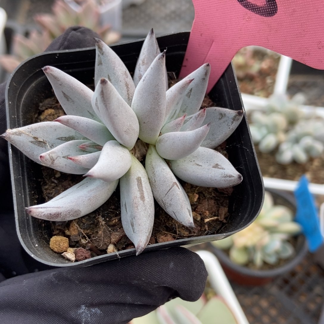 358魔爪多肉植物保护