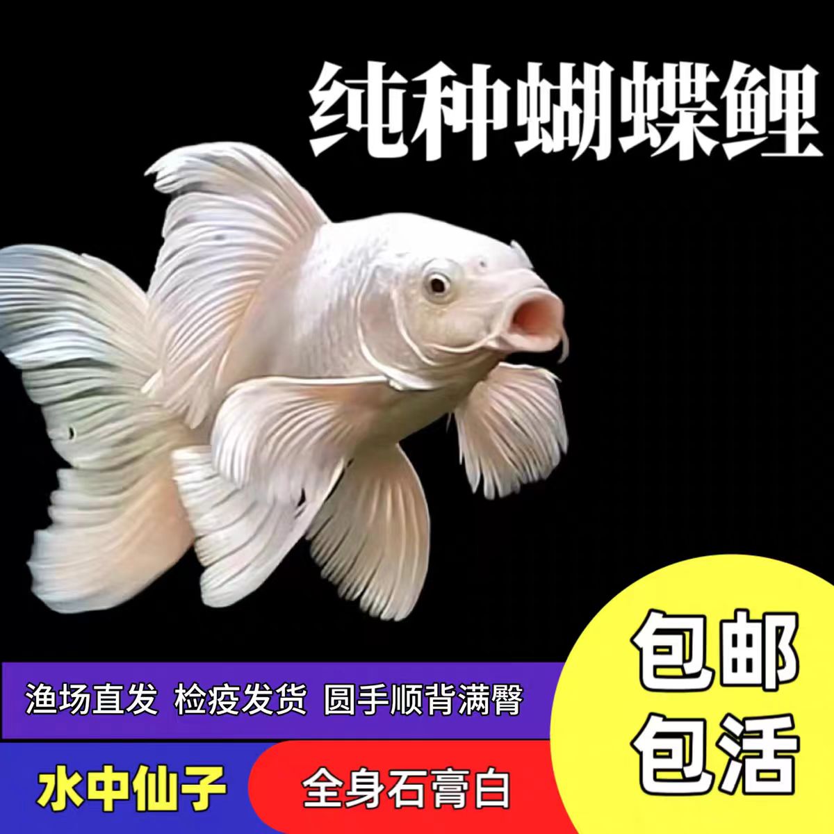 正宗台湾蝴蝶鲤白色贵妃体普身易养高端活体发货