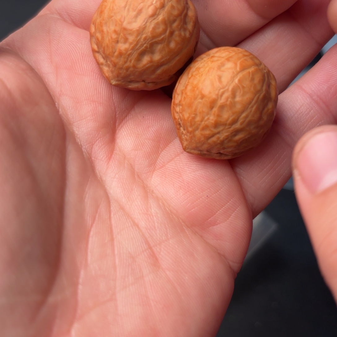 文玩核桃把件51000000