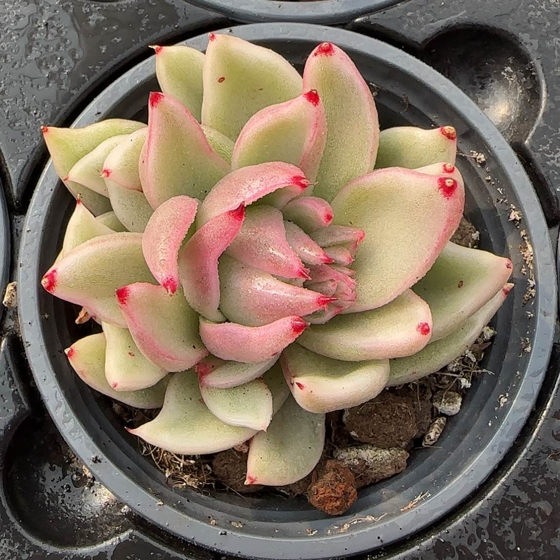 从前慢花园精选怪兽锦