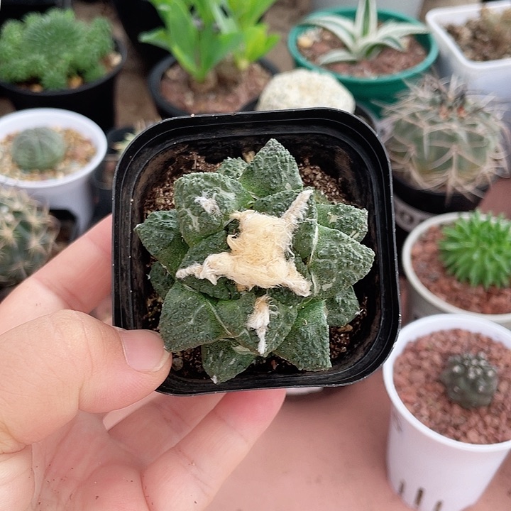 917牡丹仙人球植物