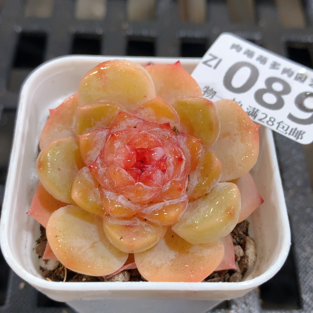 肉萌萌拇指盆精控多肉ZI089