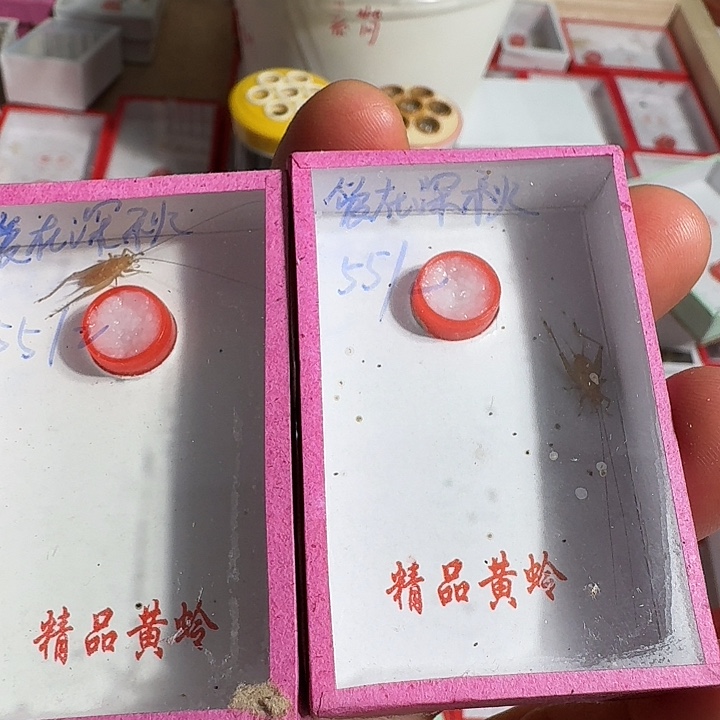 爱***~蟋蟀11111111111111111
