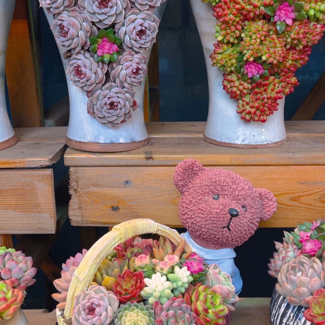 这个是真的好看小熊