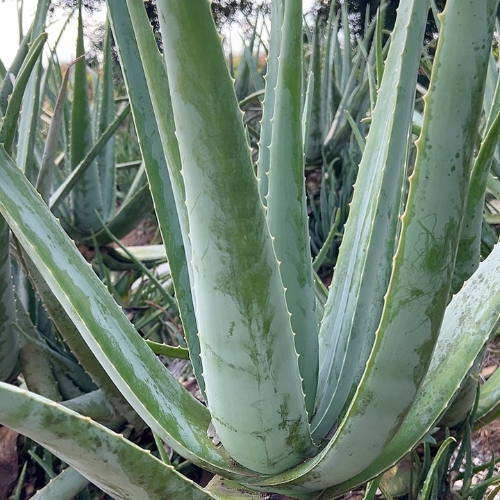 无花朵3片去尖灌肤芦荟叶片