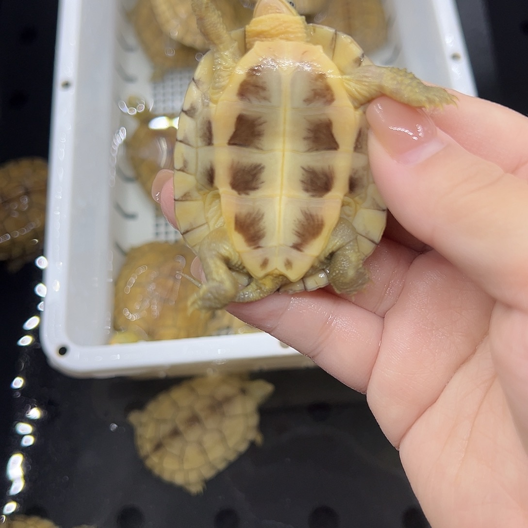 地***线宠物龟不分公母小青