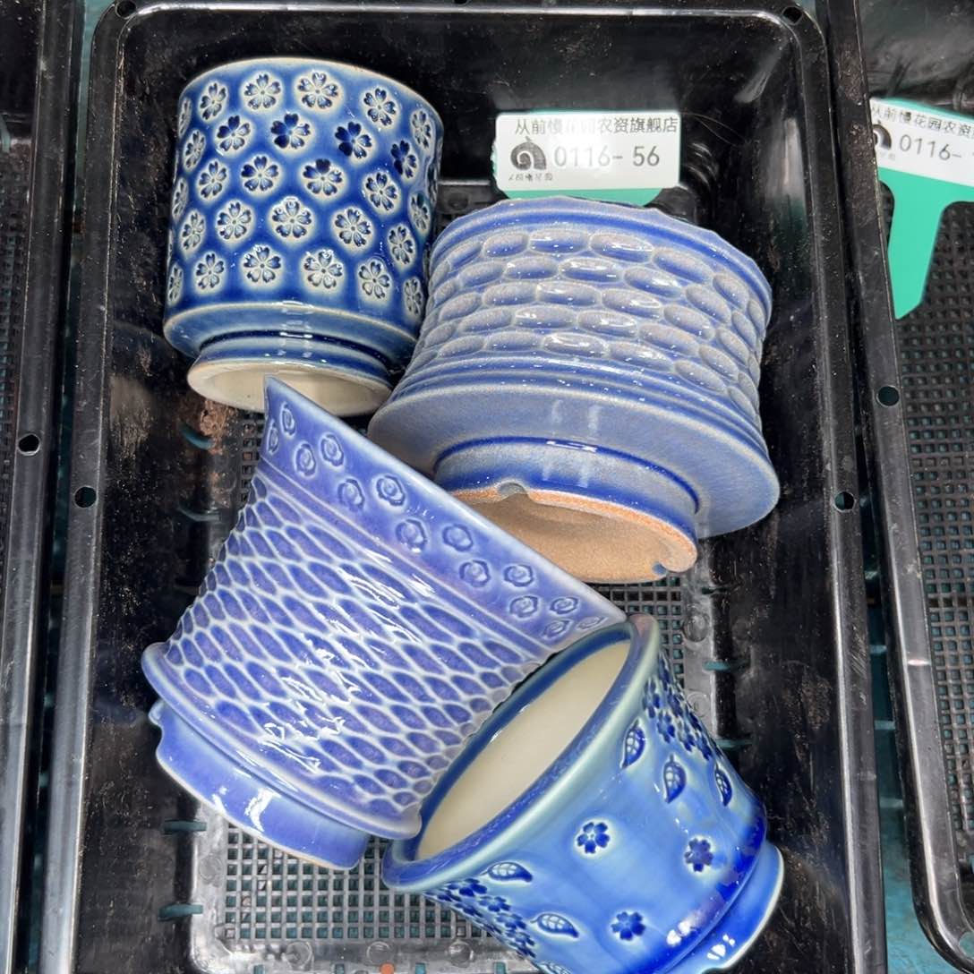 多肉精选编号0116.56