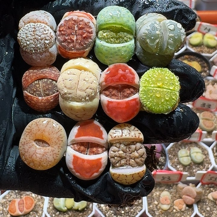 生石花2333:：。  286