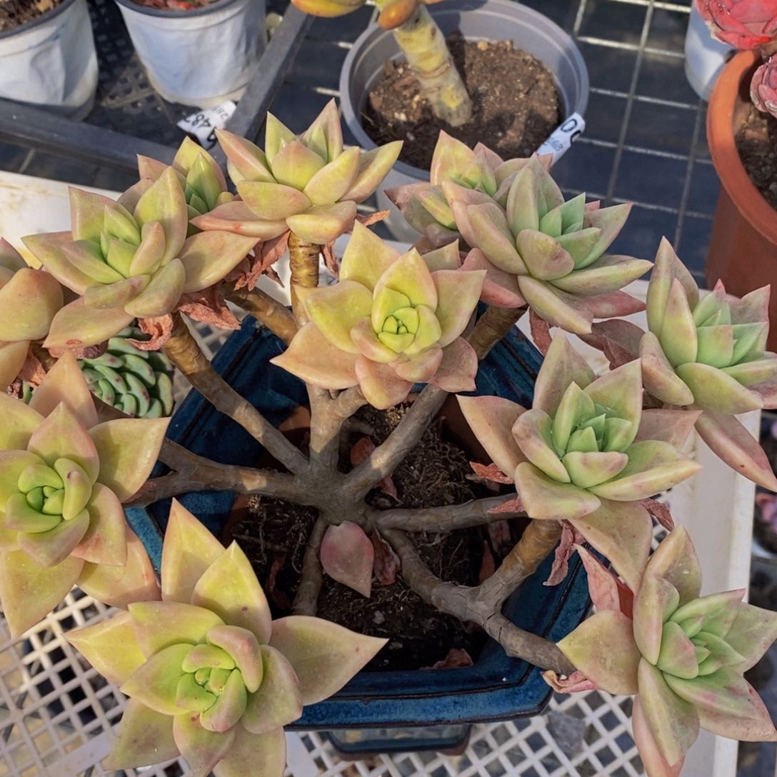 黄金表丽娜八头群生