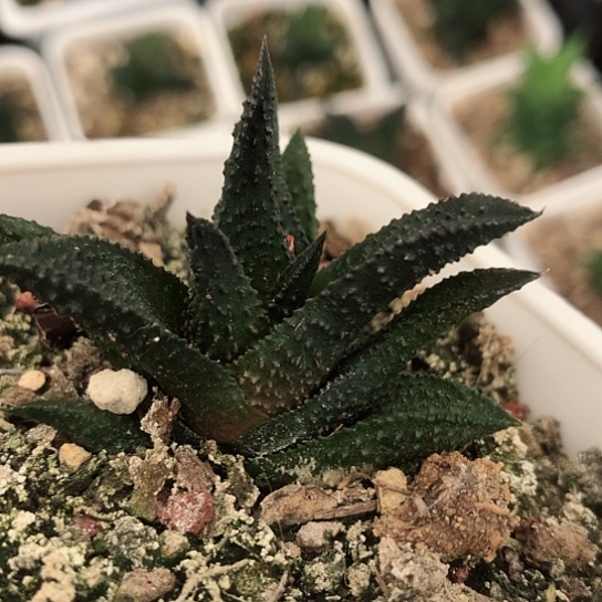 哥斯拉硬叶多肉植物