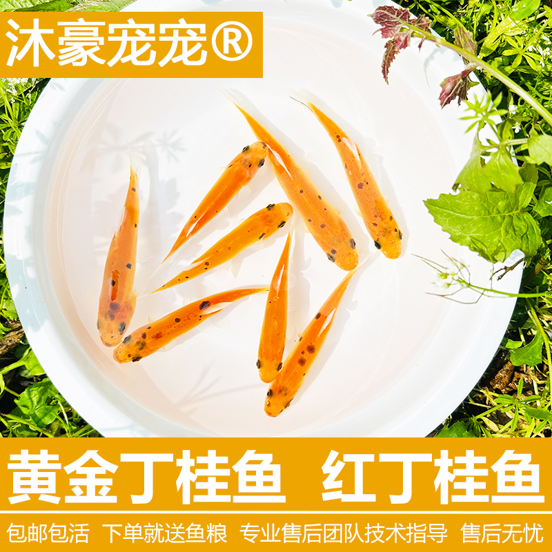 沐豪宠宠【运营推荐】淡水红丁桂鱼观赏鱼成活高易饲养寿命长