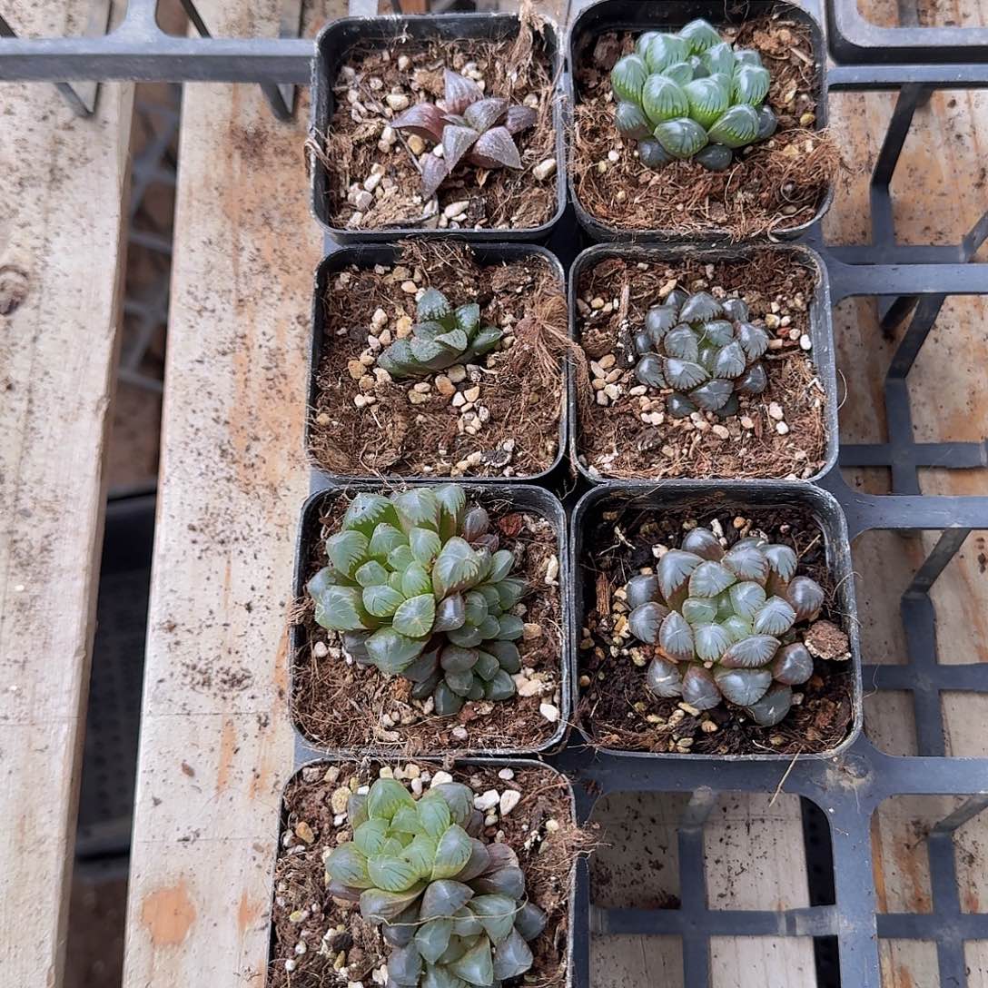 直播福利一物一拍249