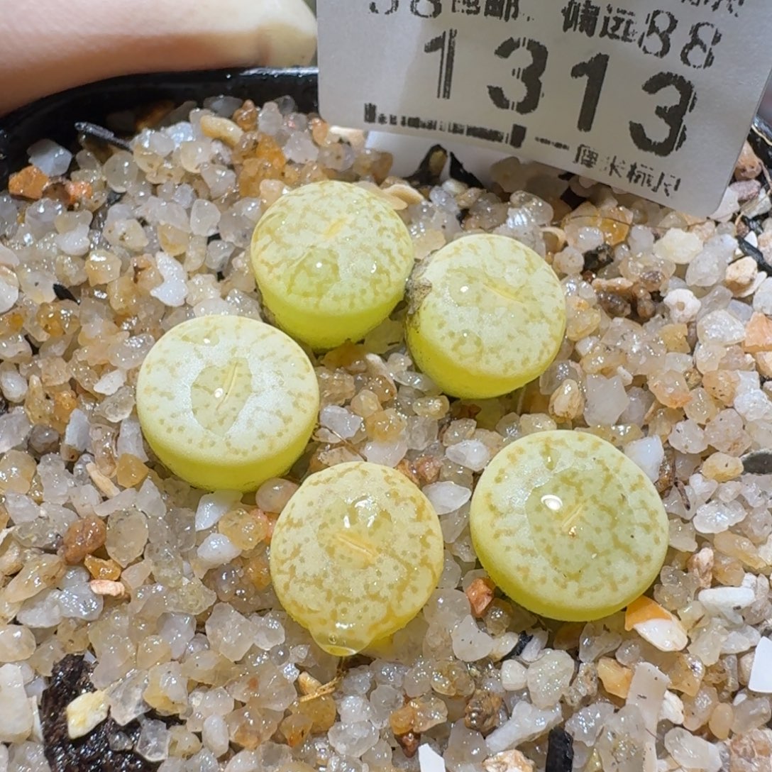 高品质生石花清清1313