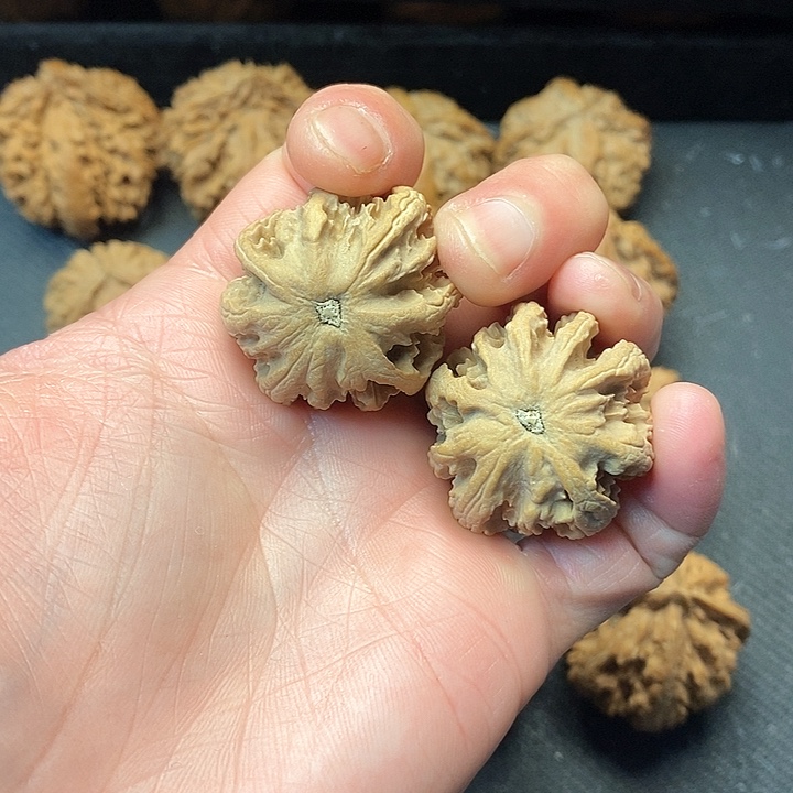 我是一只小小鸟地域鬼的人