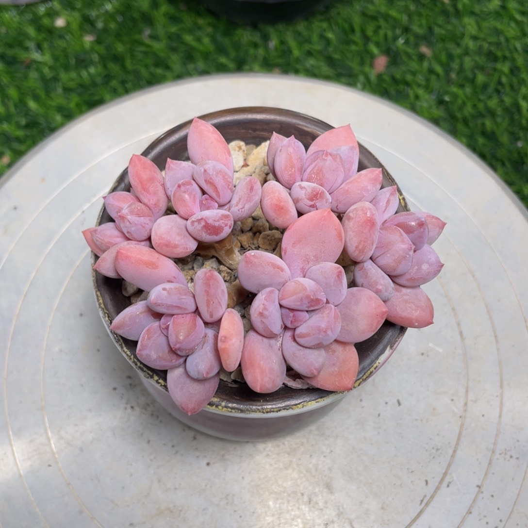 珍舞奶酪多肉植物