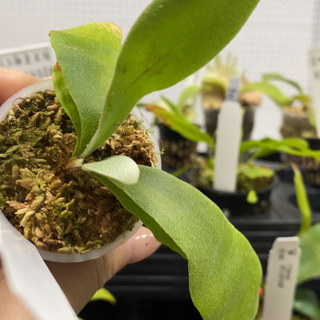 无花朵白狮王鹿角蕨